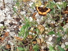 Chlosyne lacinia adjutrix