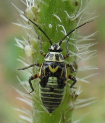 Brachycoleus steini