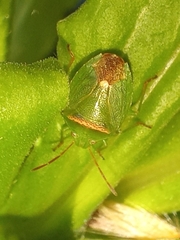 Ocirrhoe unimaculata
