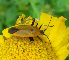 Calocoris nemoralis