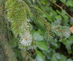 Picea sitchensis