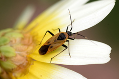 Calocoris nemoralis