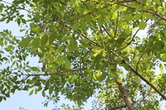 Fraxinus griffithii