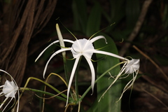 Hymenocallis littoralis