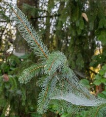 Picea sitchensis