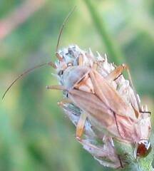 Calocoris roseomaculatus angularis
