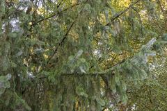Picea sitchensis