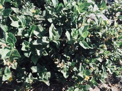Calyptocarpus vialis