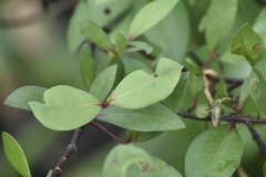 Sonneratia caseolaris