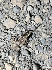 Tettigoniinae