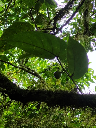 Ficus uniauriculata observed 2022-10-08