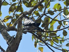 Lopholaimus antarcticus