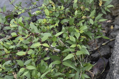 Sonneratia caseolaris