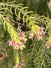 Passerina falcifolia
