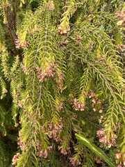 Passerina falcifolia