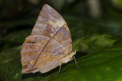 Zeuxidia amethystus