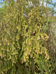 Passerina falcifolia