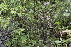 Sonneratia caseolaris