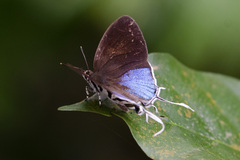 Drupadia ravindra