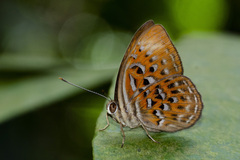 Taxila haquinus