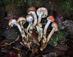 Pyrrhulomyces astragalinus