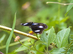 Hypolimnas bolina bolina