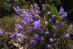 Heliophila juncea