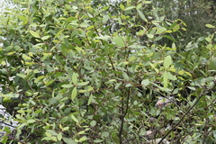 Sonneratia caseolaris