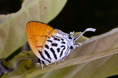 Drupadia ravindra