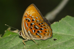 Taxila haquinus