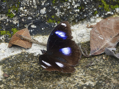 Hypolimnas bolina bolina