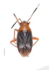Capsus ater