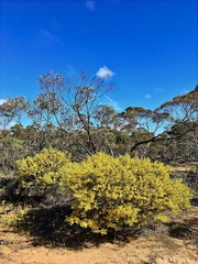 Acacia brachybotrya