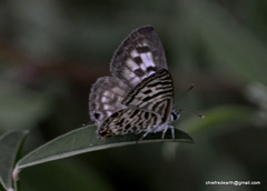 Leptotes plinius