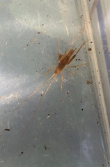 Macropathinae