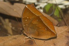 Thaumantis noureddin