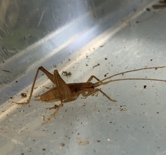 Macropathinae