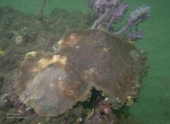 Coscinaraea mcneilli