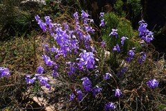 Heliophila juncea