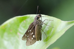 Pelopidas conjuncta