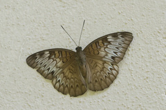 Tanaecia pelea