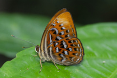 Taxila haquinus