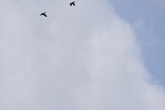 Phalacrocorax fuscicollis