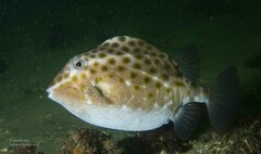 Anoplocapros inermis