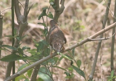 Cacomantis merulinus