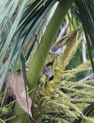 Pycnonotus aurigaster