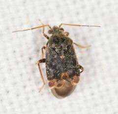 Charagochilus gyllenhalii