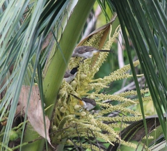 Pycnonotus aurigaster