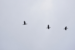 Phalacrocorax fuscicollis