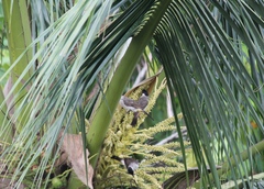 Pycnonotus aurigaster